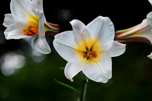 bílý květ lilie